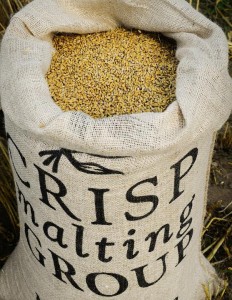 Crisp Maltings barley harvest